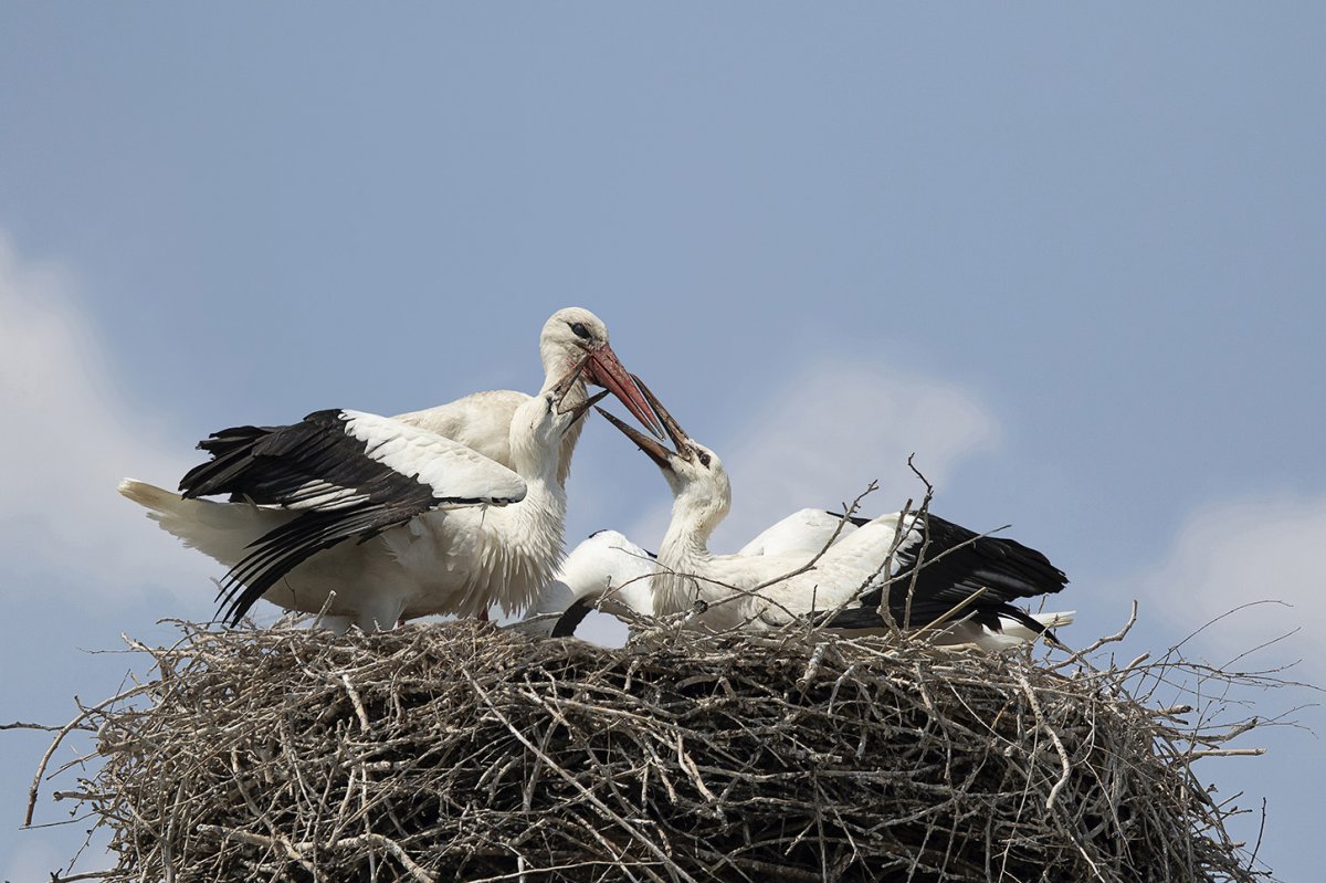 Fehér gólya szülő fiókákkal