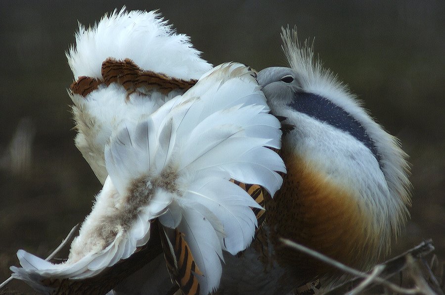 Túzokkakas teljes dürgésben