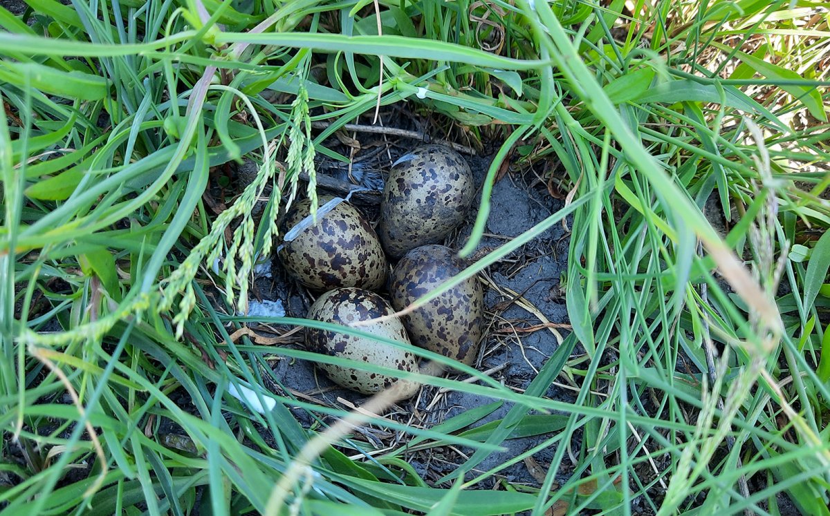 Megtalált fészek a 4 tojással