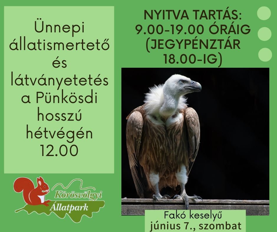 Pünkösdi látványetetés - fakó keselyű