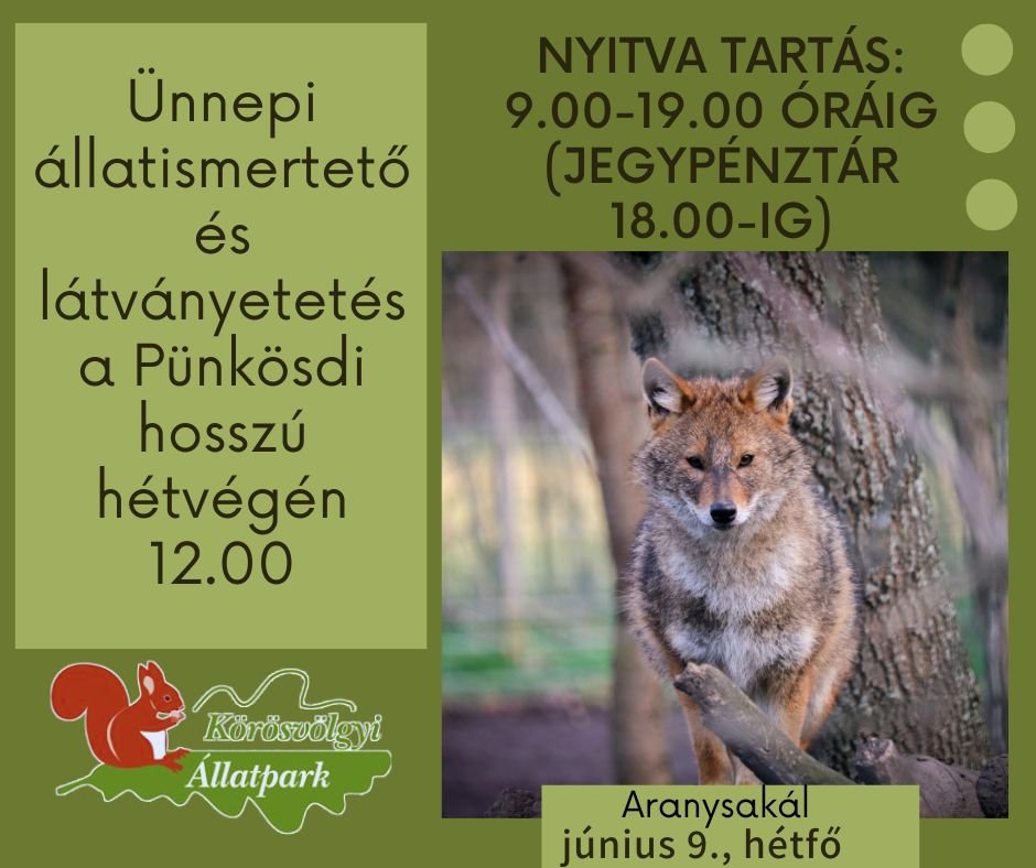 Pünkösdi látványetetés - aranysakál