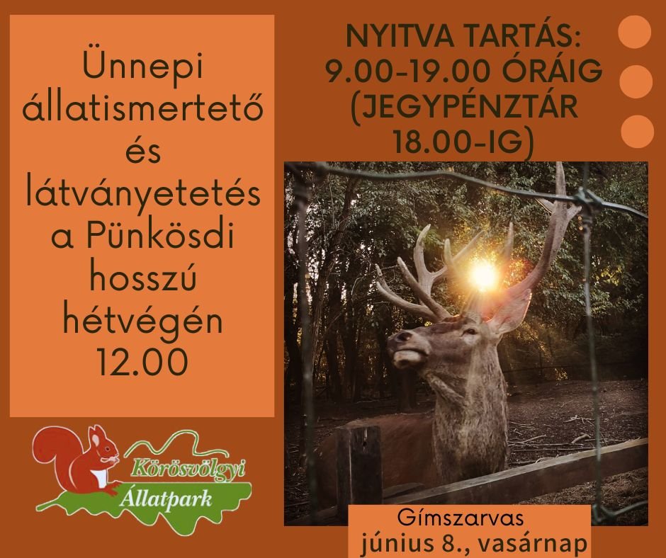Pünkösdi látványetetés - gímszarvas