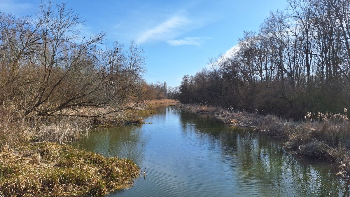 barna varangy élőhelye