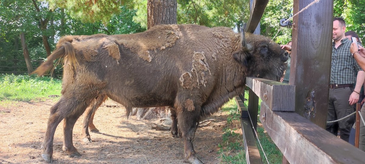 bölény
