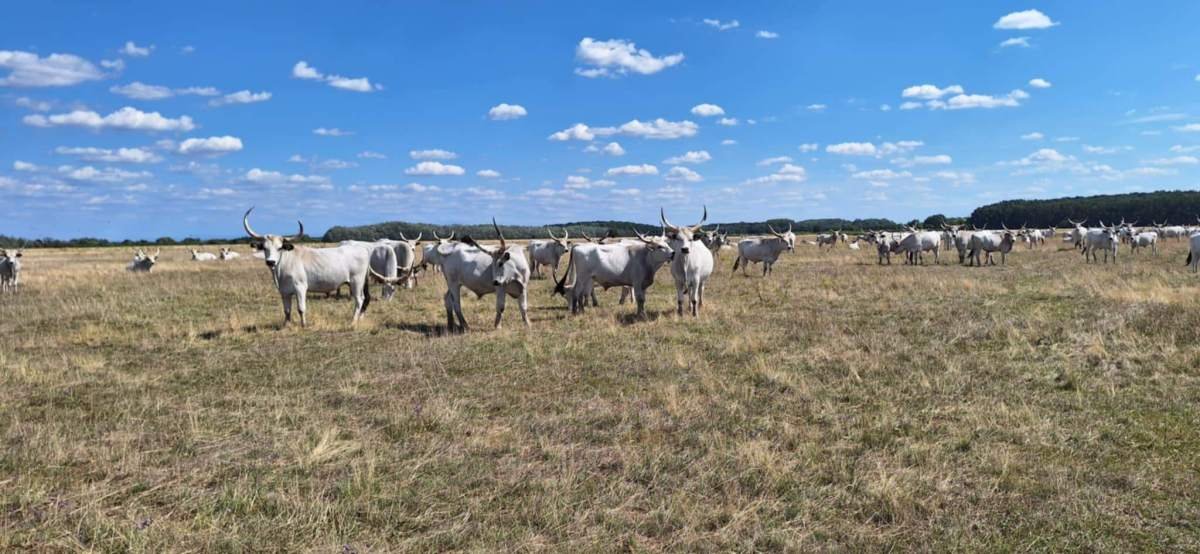 természetvédelmi kezelések