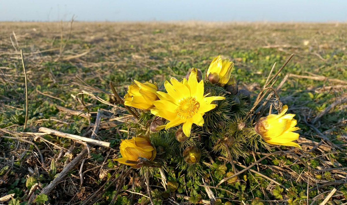 Tavaszi hérics Montág-pusztán