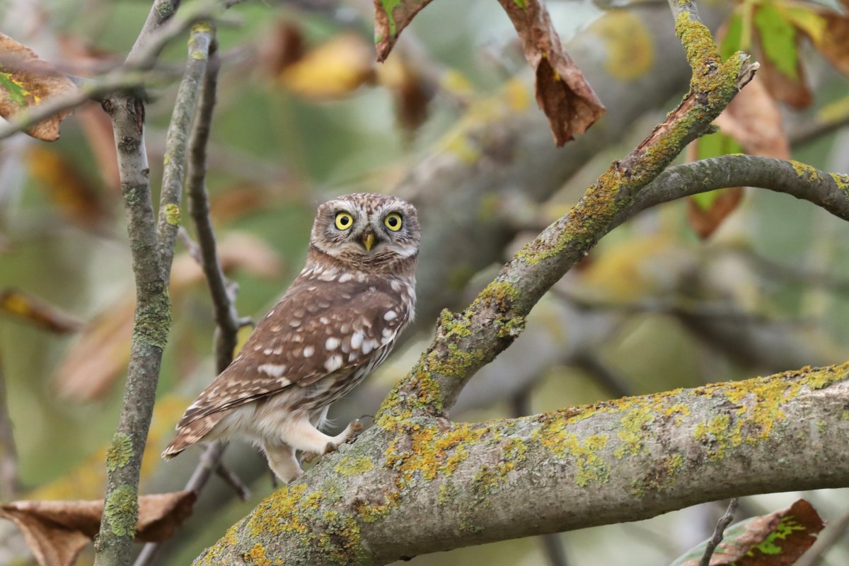 A baglyok is gyakrabban mozognak a nappali órákban, mint ez a kuvik