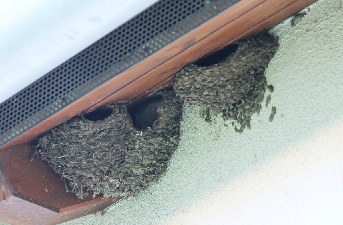 A fecskefészkek ma már szorosan kötődnek az emberi épületekhez