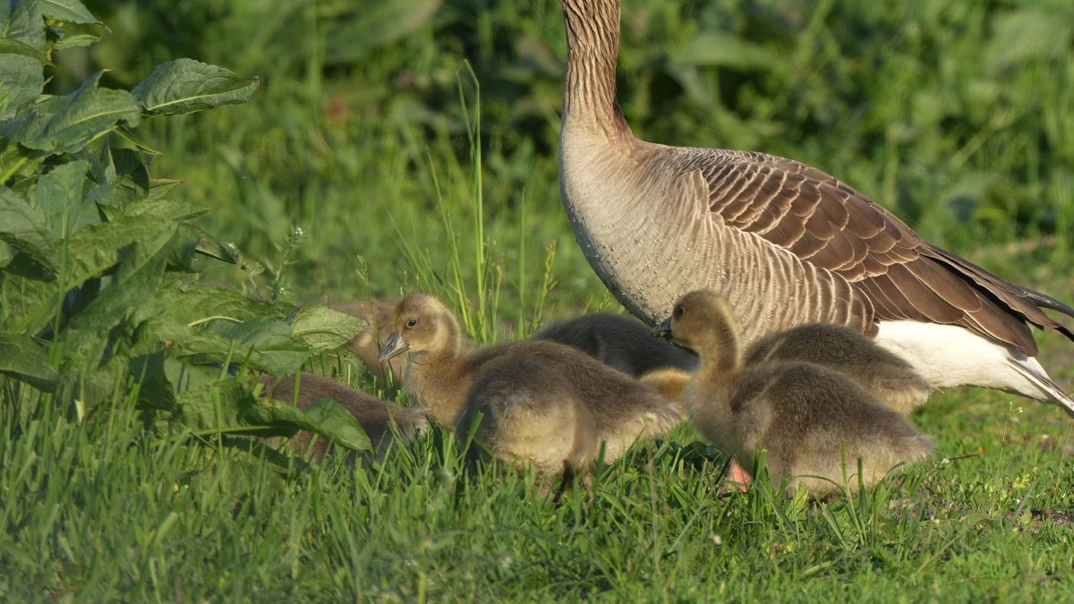 A fiókák szülői felügyelet mellett táplálkoznak