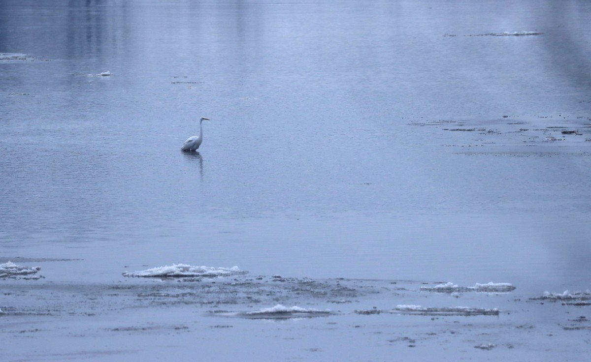 A Maros jégtáblái között vadászó nagy kócsag