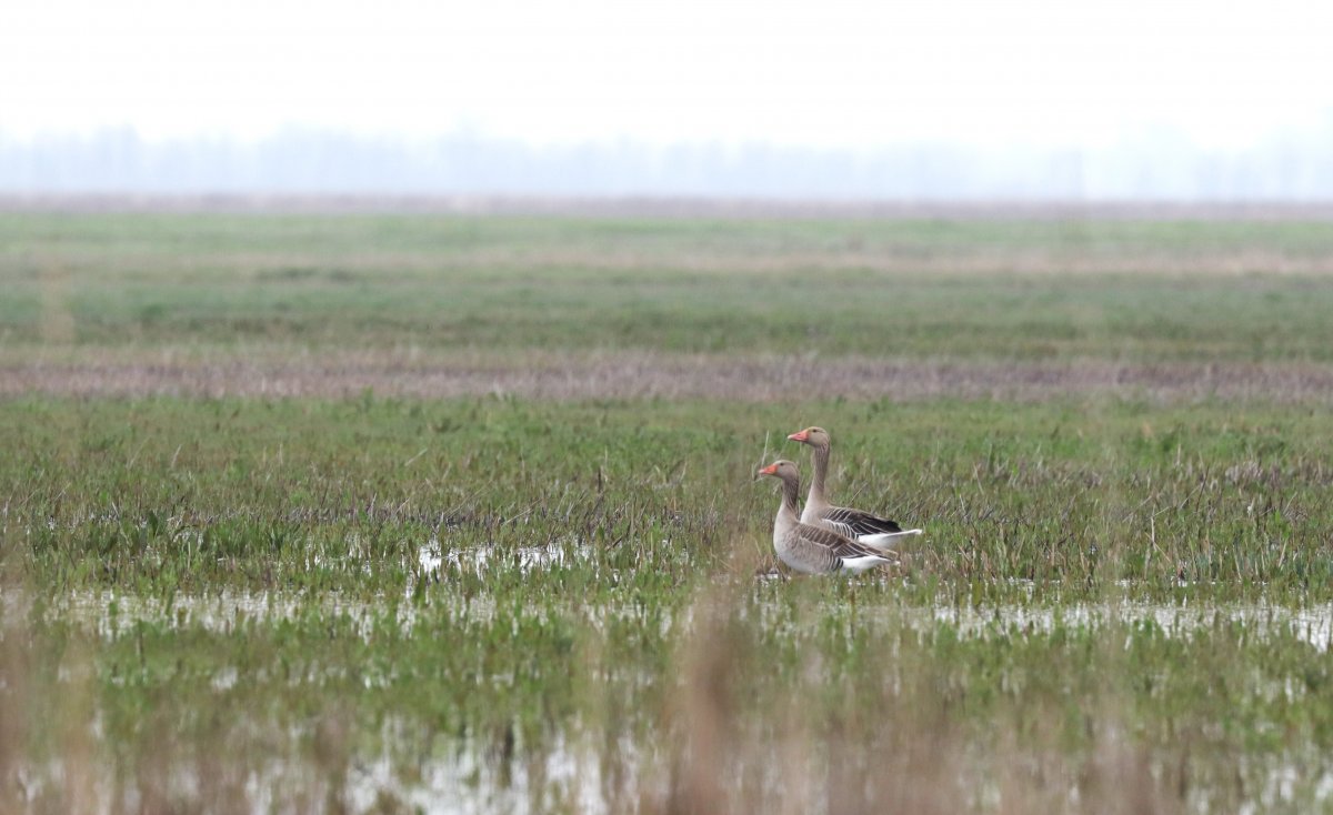 Nyári lúd pár úszik a Nagy-Zsombák mocsarának vizén