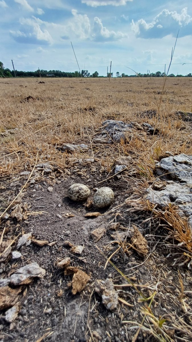 A tojások a csupasz talajra kerülnek lerakásra
