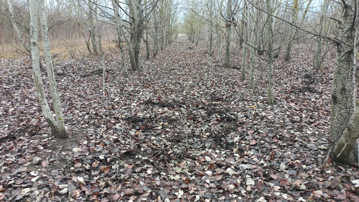 A rigók csapatos élelemkeresésének nyomai az avarban