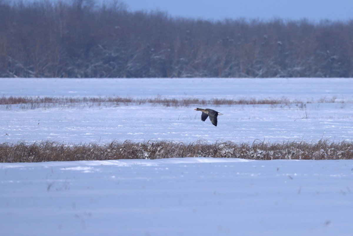 Alacsonyan repülő vadludak járnak táplálék után 
