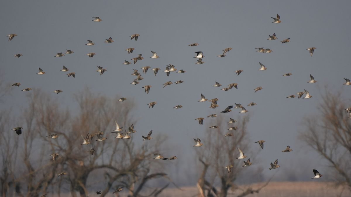 Aranylile és bíbic csapat