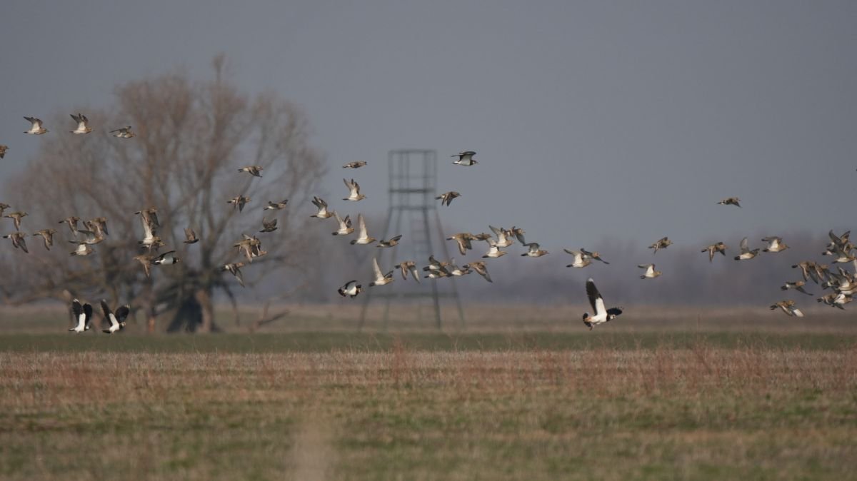 Aranylile és bíbic csapat