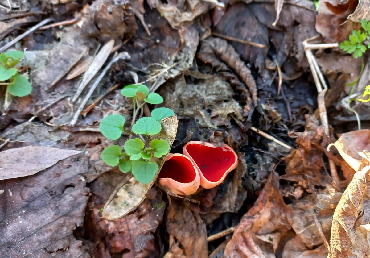 Az éledő avarszint látványos lakója a piros csészegomba