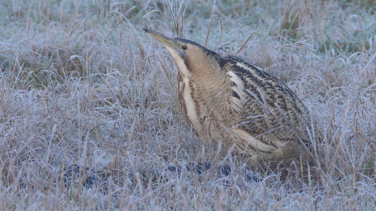 Bölömbika a behavazott pusztán