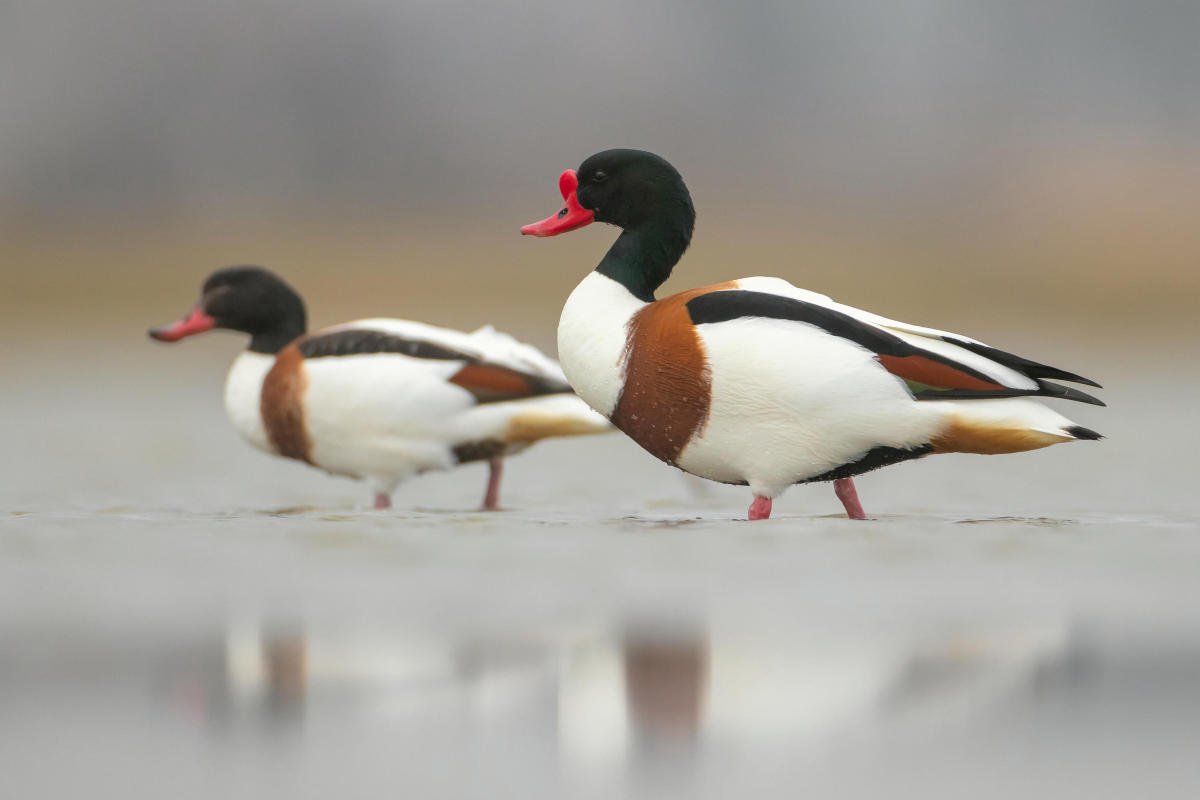 bütykös ásóludak