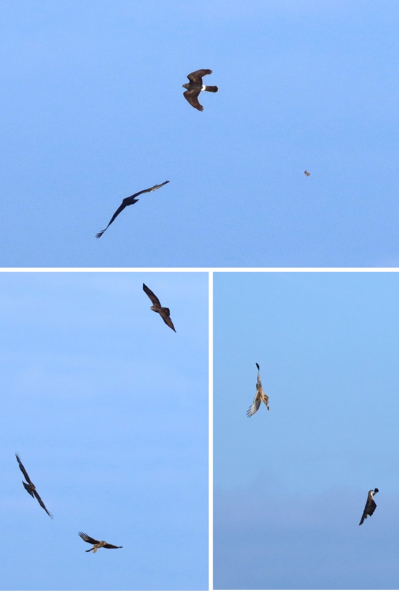 Egerészölyvek és kékes rétihéja harca a levegőben egy mezei pocokért