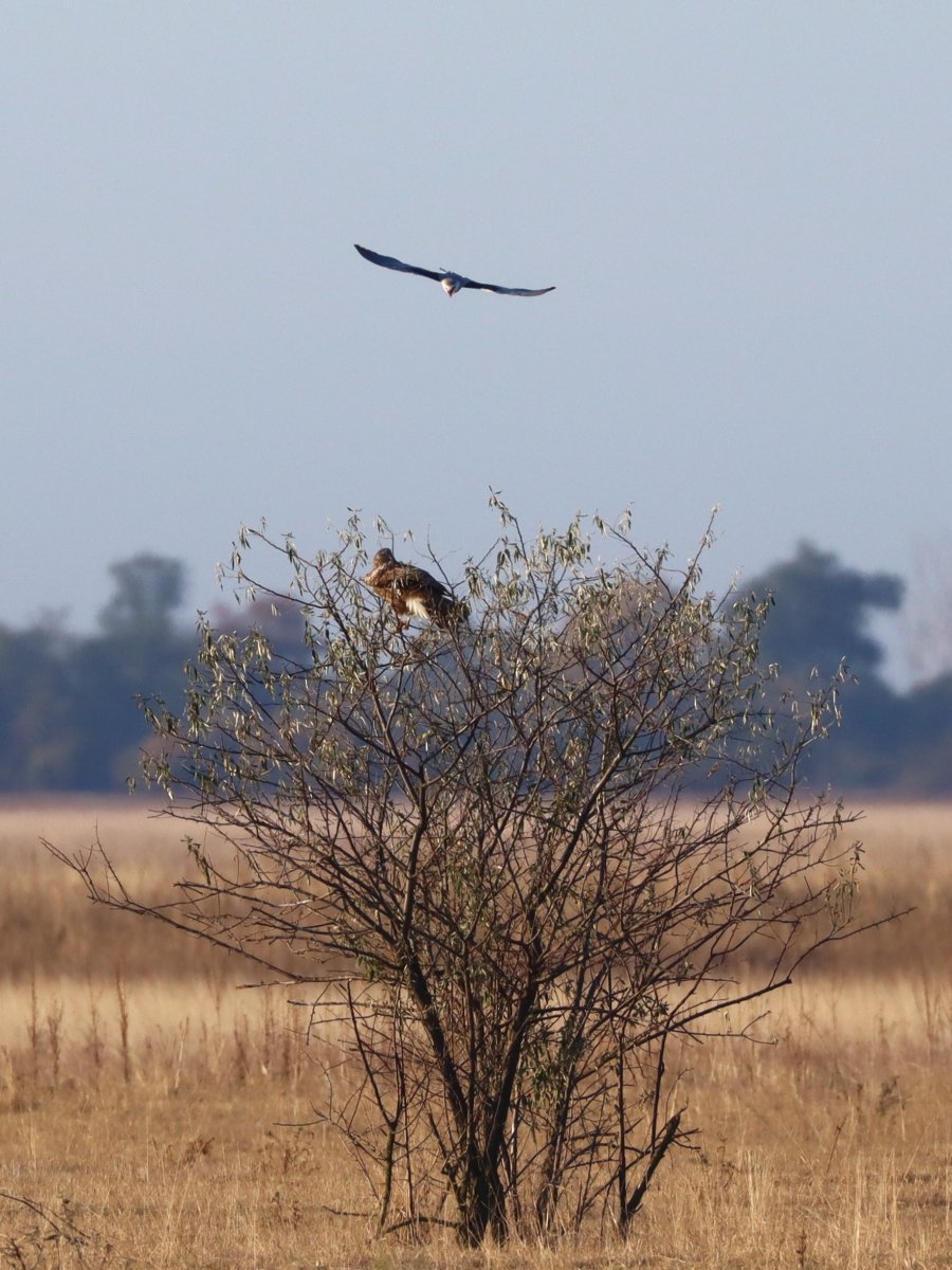 Egerészölyvet támadó kuhi
