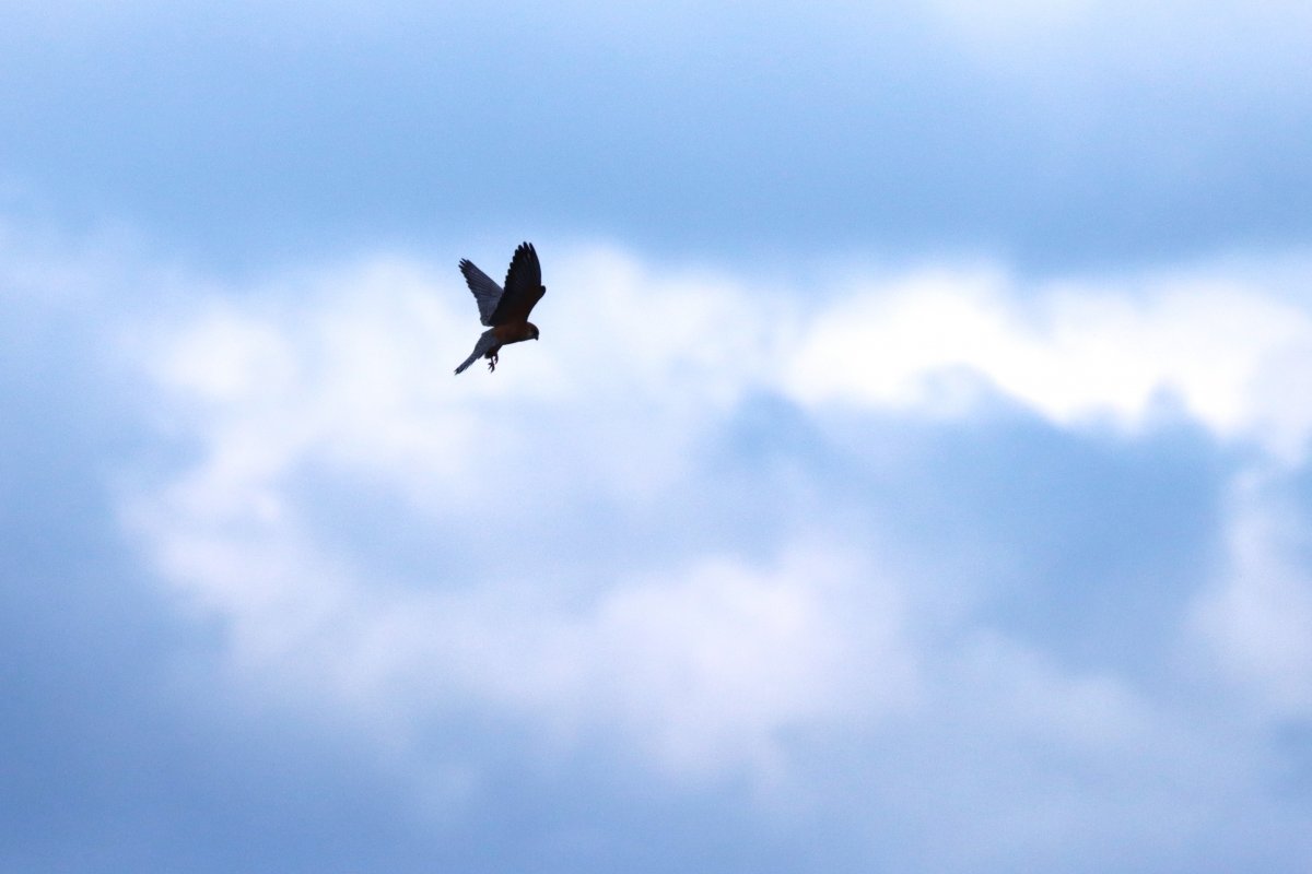 Egyhelyben szitáló kék vércse