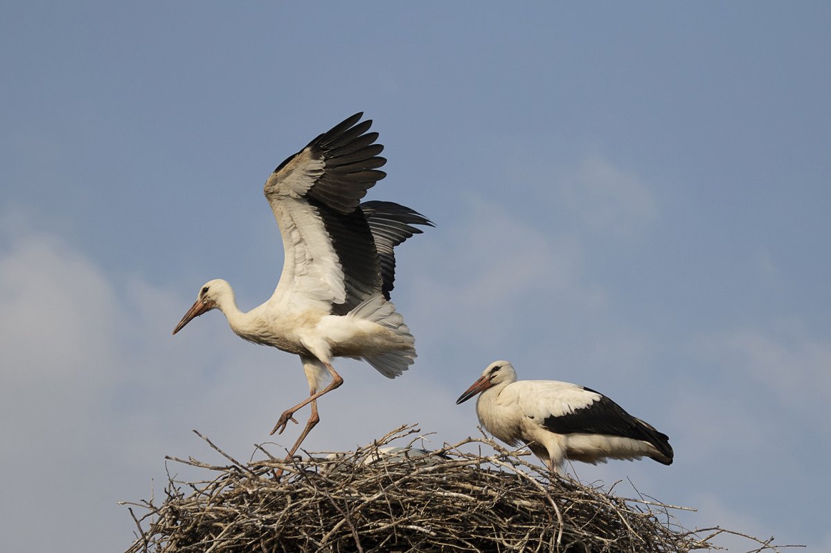 Fehér gólya fiókák kirepülése Fotó: Őze Péter