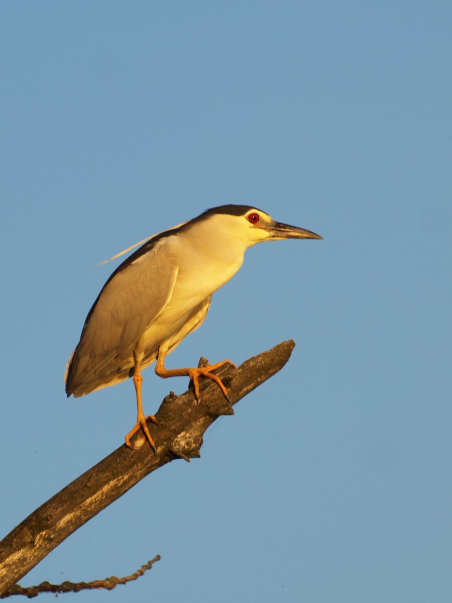 folyóparti fán lesben álló bakcsó