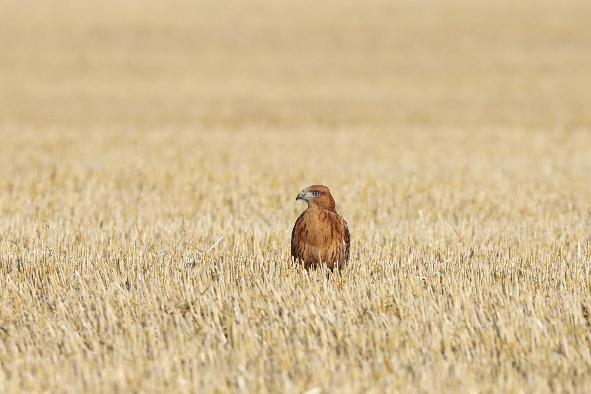 Frissen kirepült fiatal pusztai ölyv