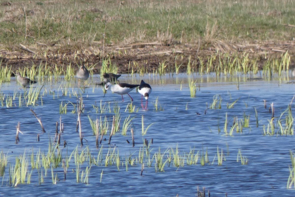 gólyatöcsök és pajzsoscankók Kis-Vátyonban 