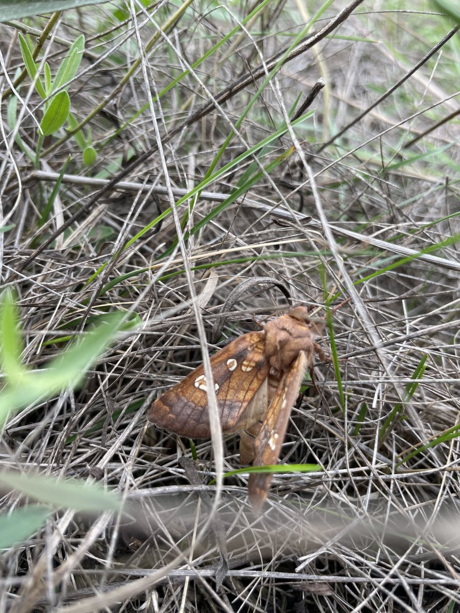 szikibagoly lepke