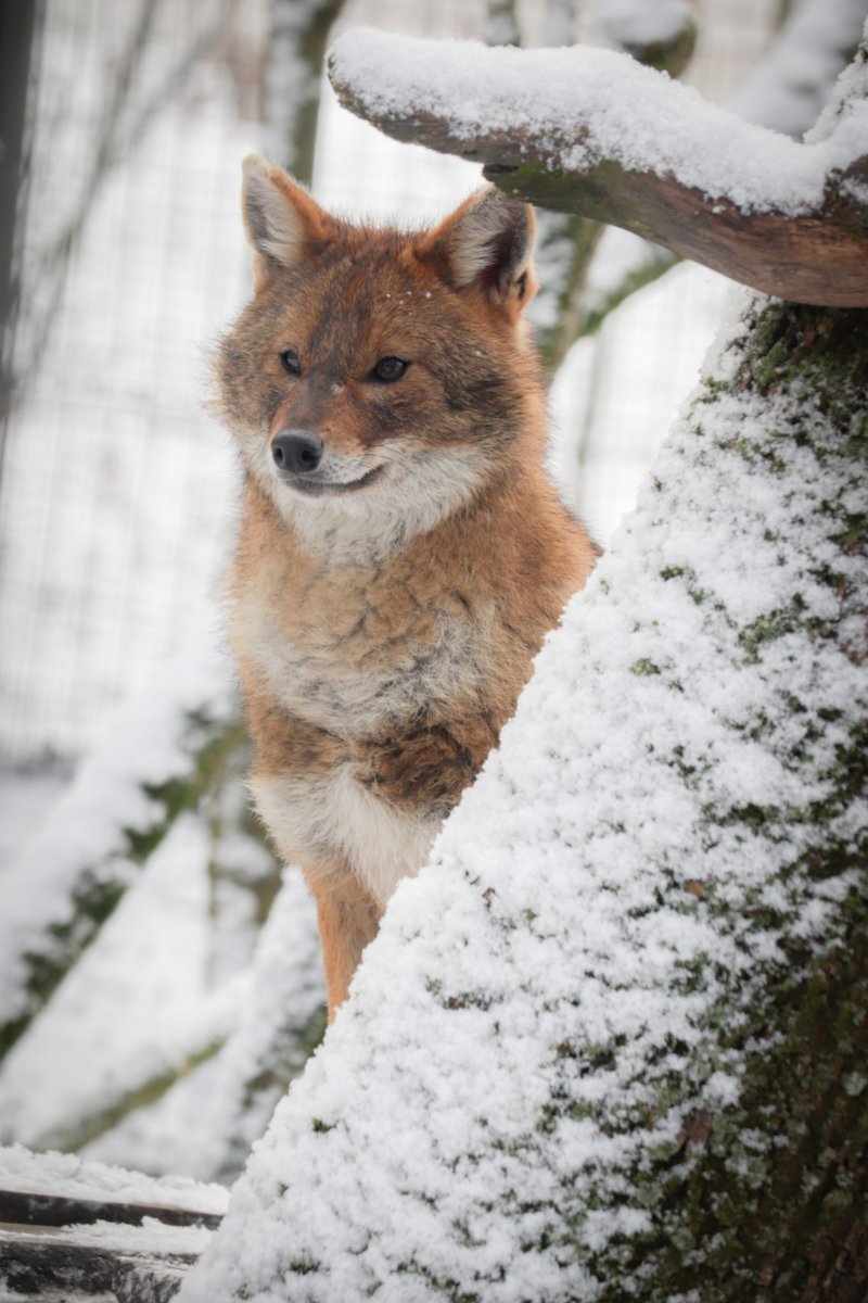 Aranysakál téli bundában