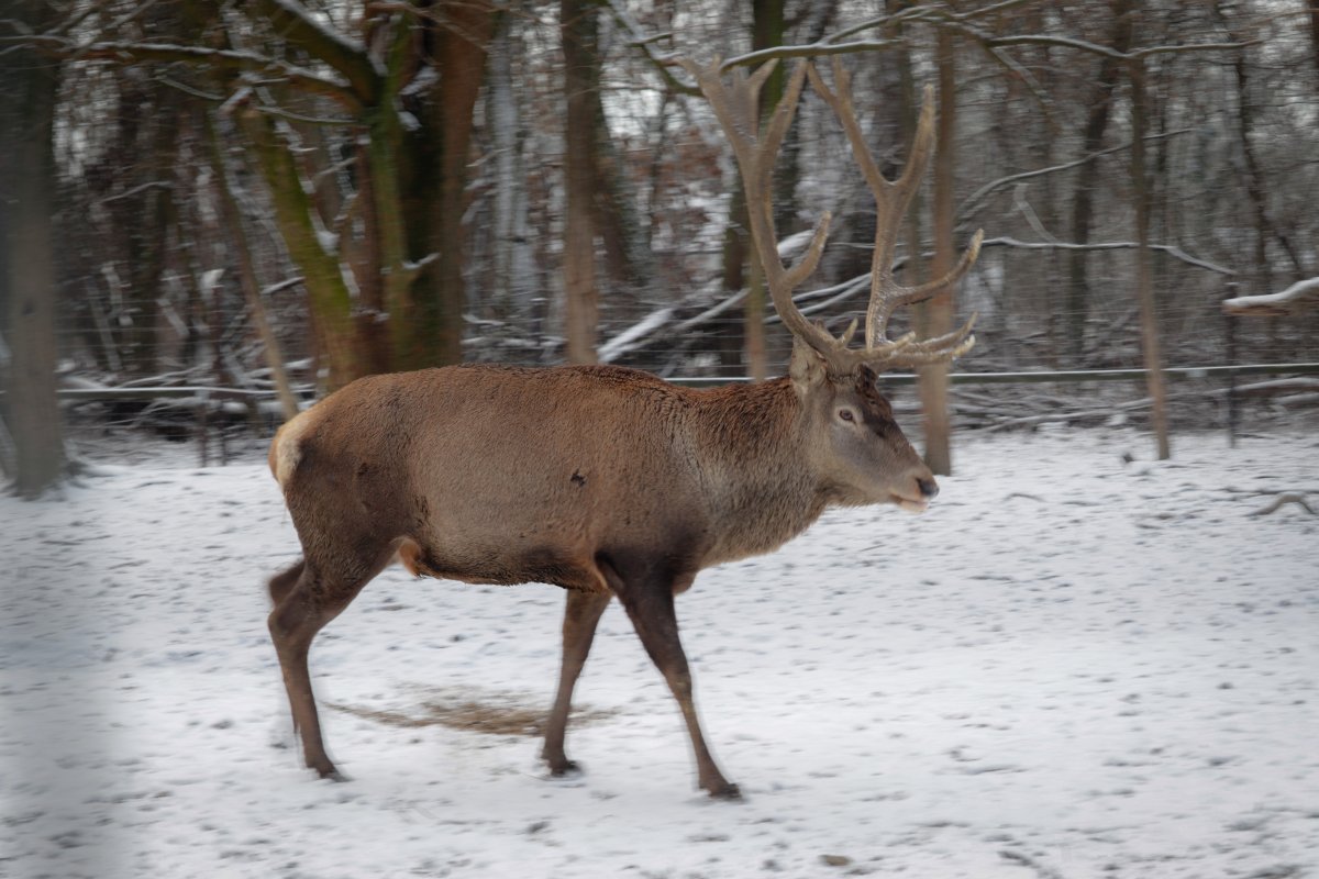 A gímszarvas állatparkunk legelső lakója is ritkán lát havat