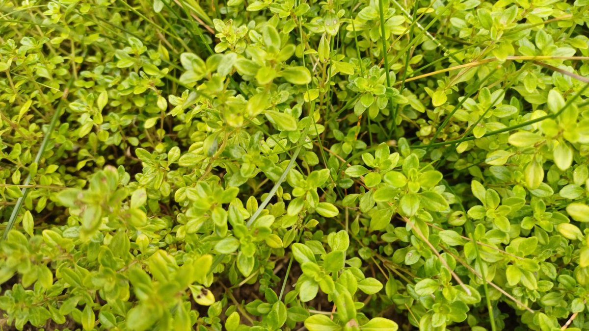 kakukkfű
