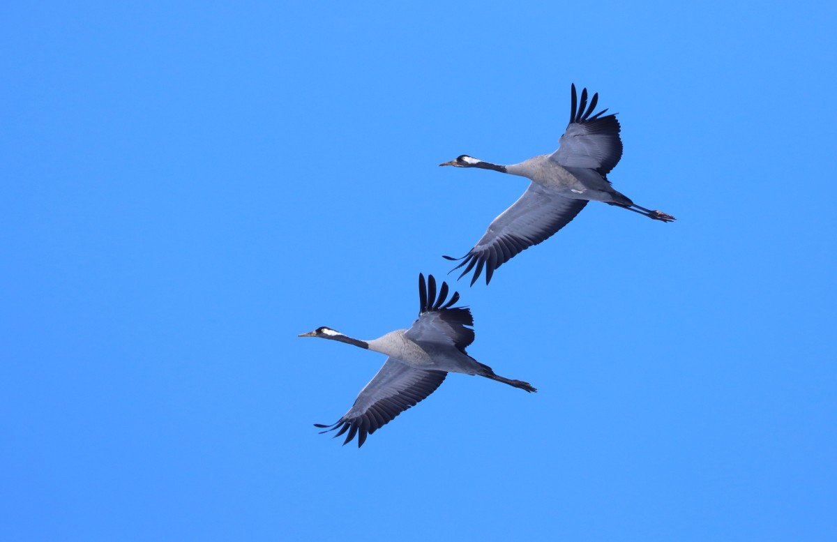 Kavargó darucsapatok keresik a táplálkozó területeket