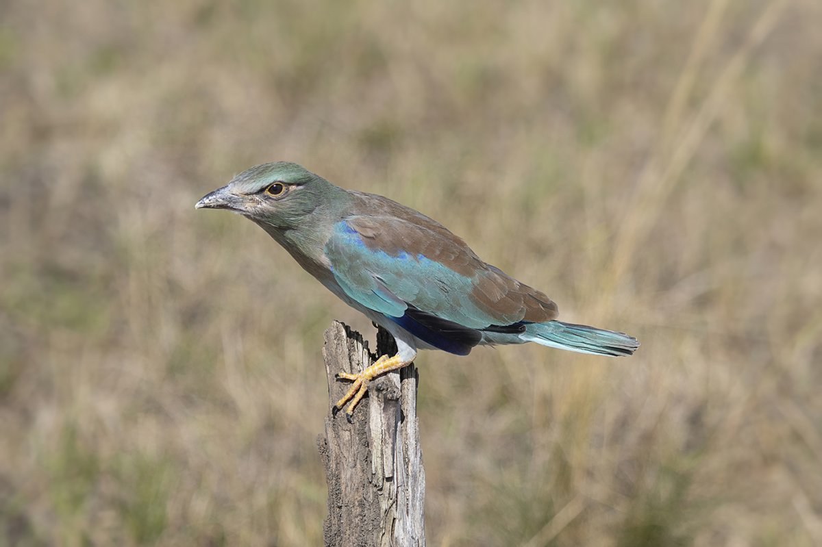 Kirepült szalakóta fióka