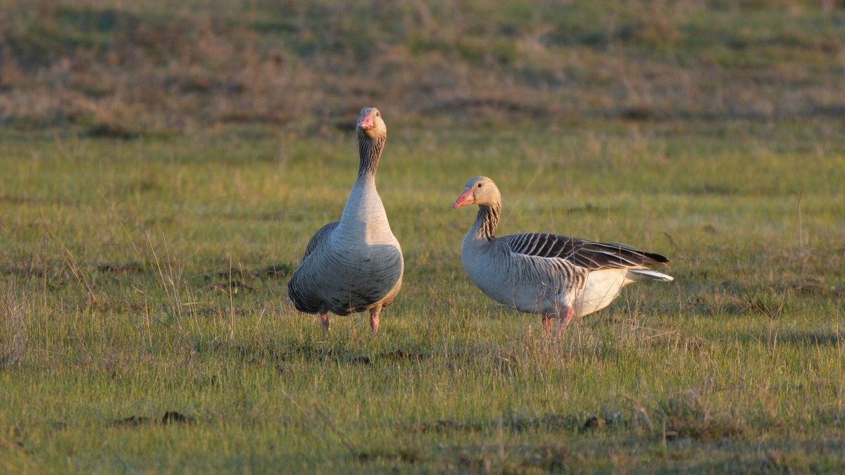 Kora tavasszal már párokra szakadnak a nyári ludak