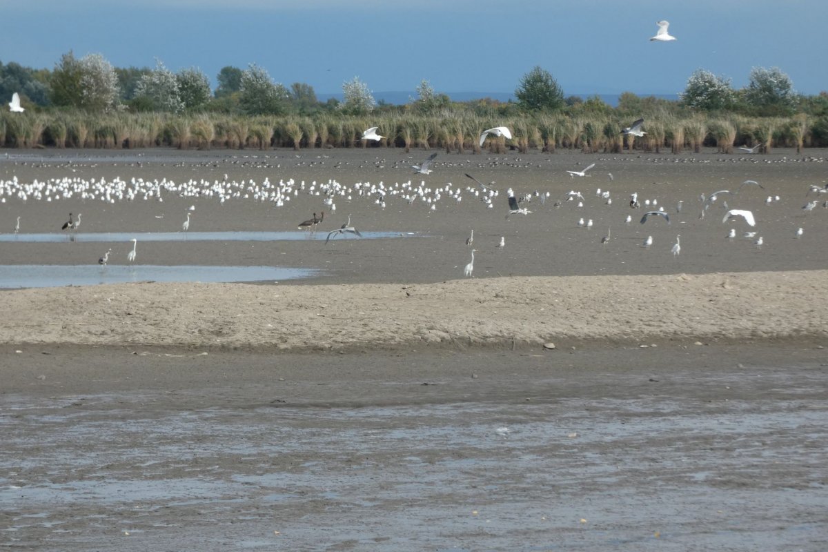 gémek