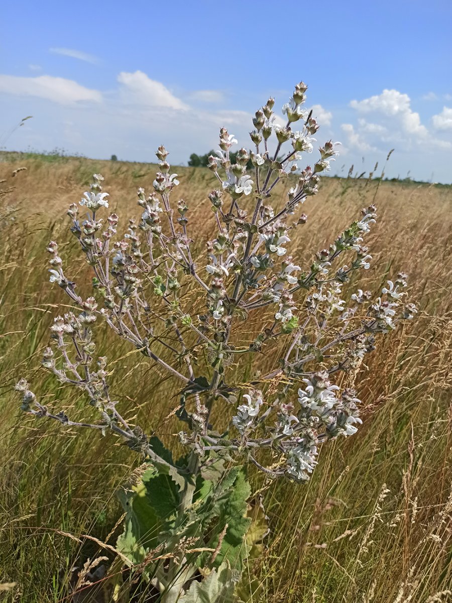 magyar zsálya