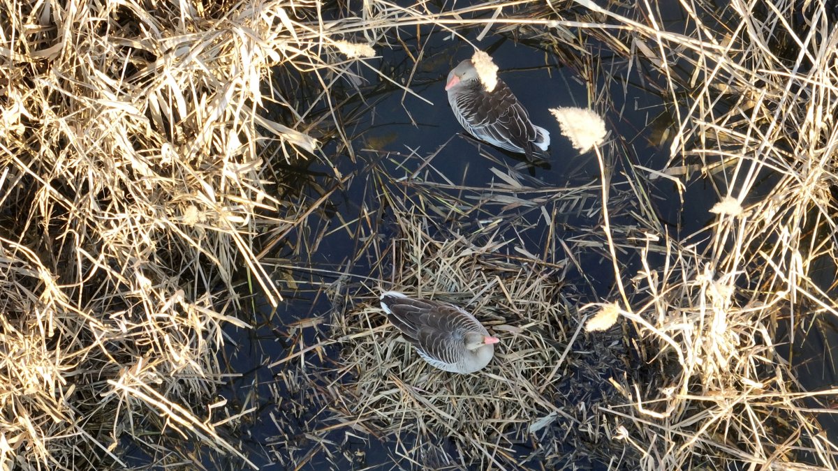 Már márciusban fészkelni kezd a nyári lúd