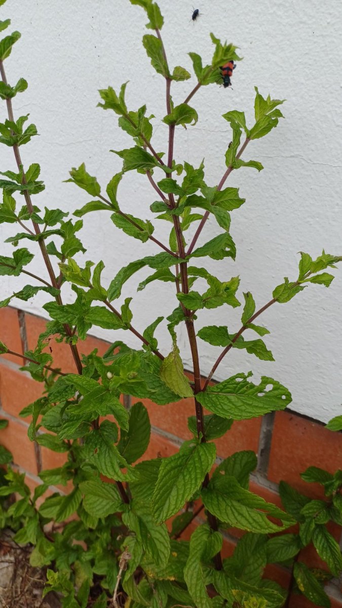 menta