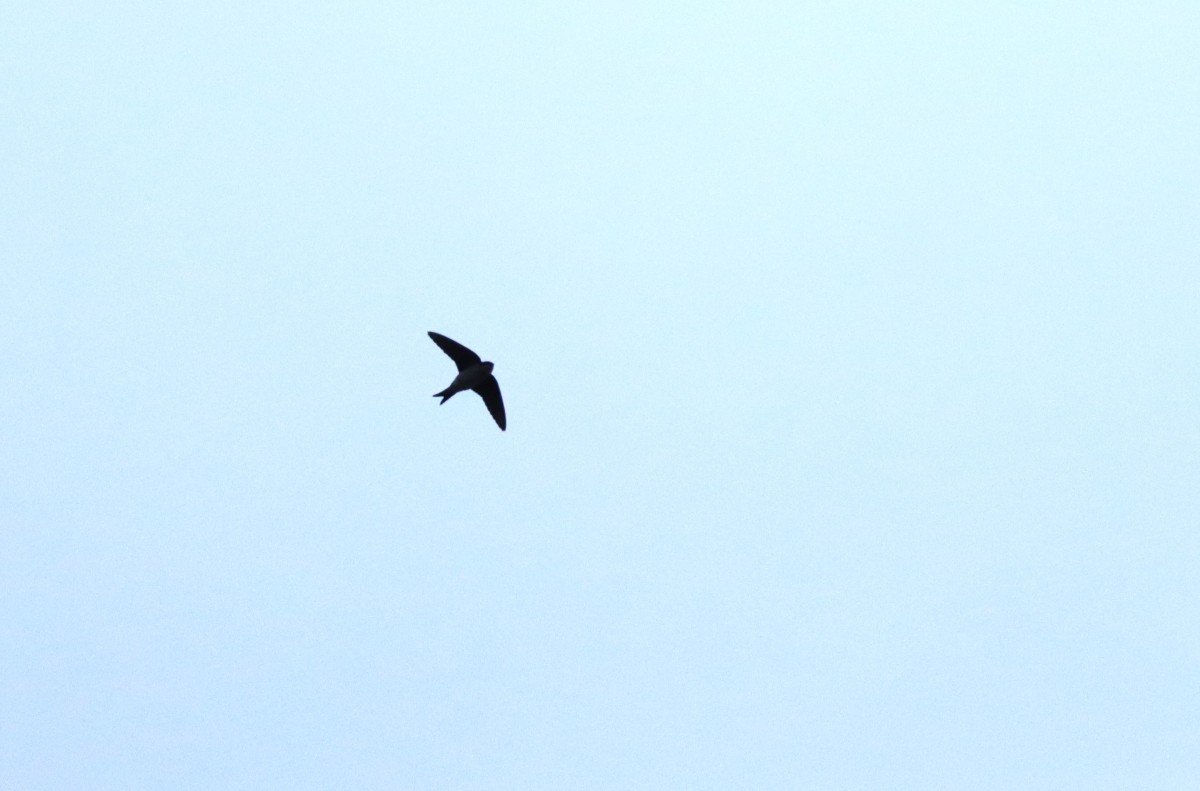 mindig nagy öröm az első fecskét megpillantani tavasszal