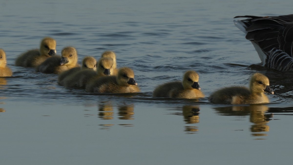 Népes család kezdi az új életet