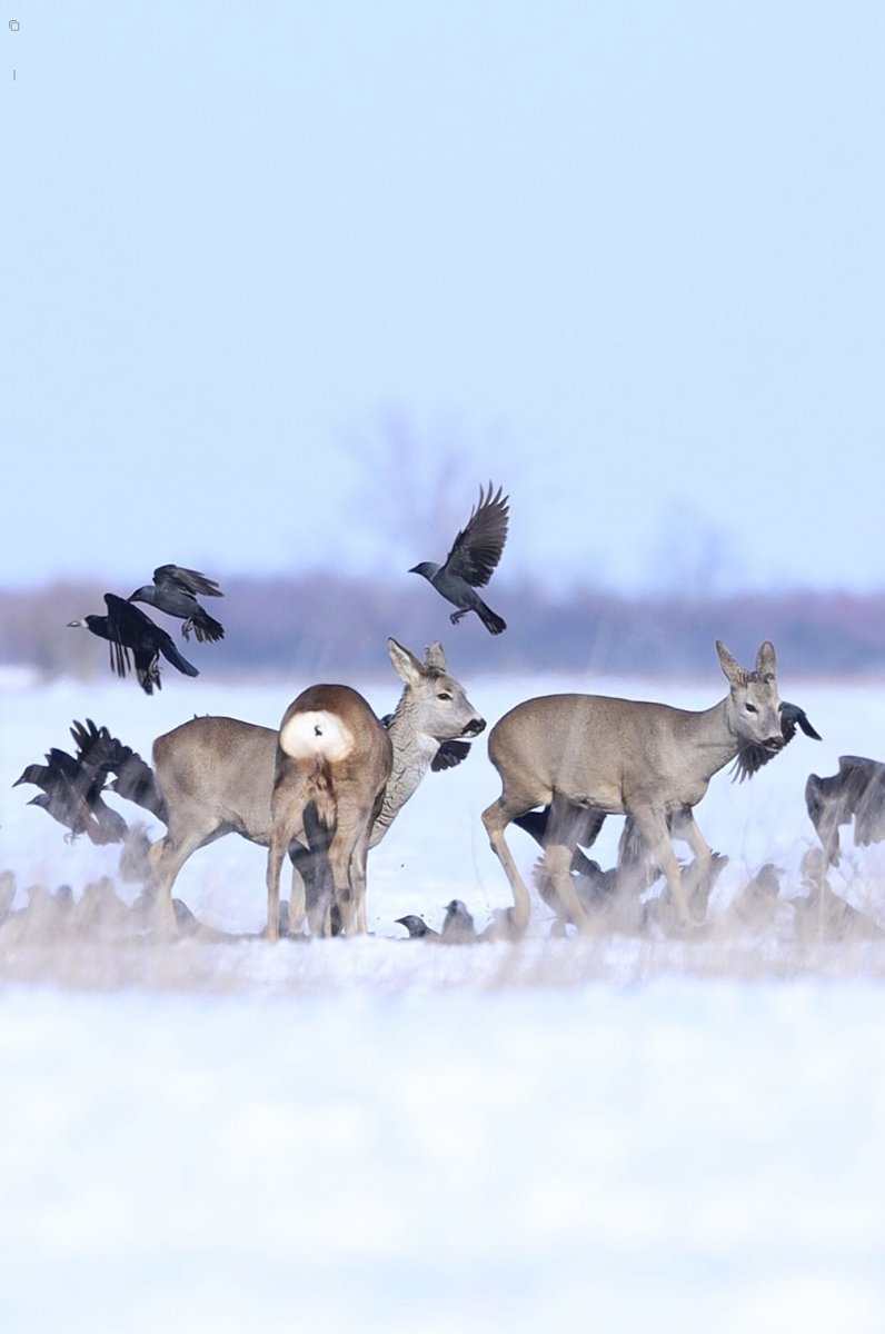 Népes madárcsapatok kísérik az őzeket a téli pusztán