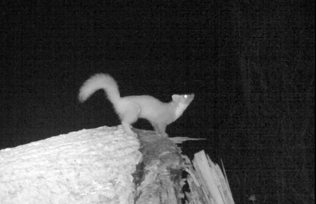 Nyuszt egy kidőlt fatörzsön a Maros-mentén