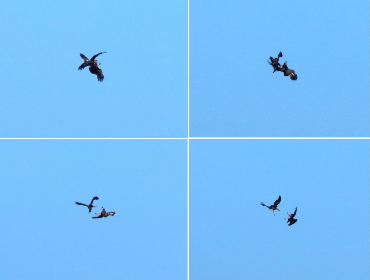 parlagi sasok harca a levegőben