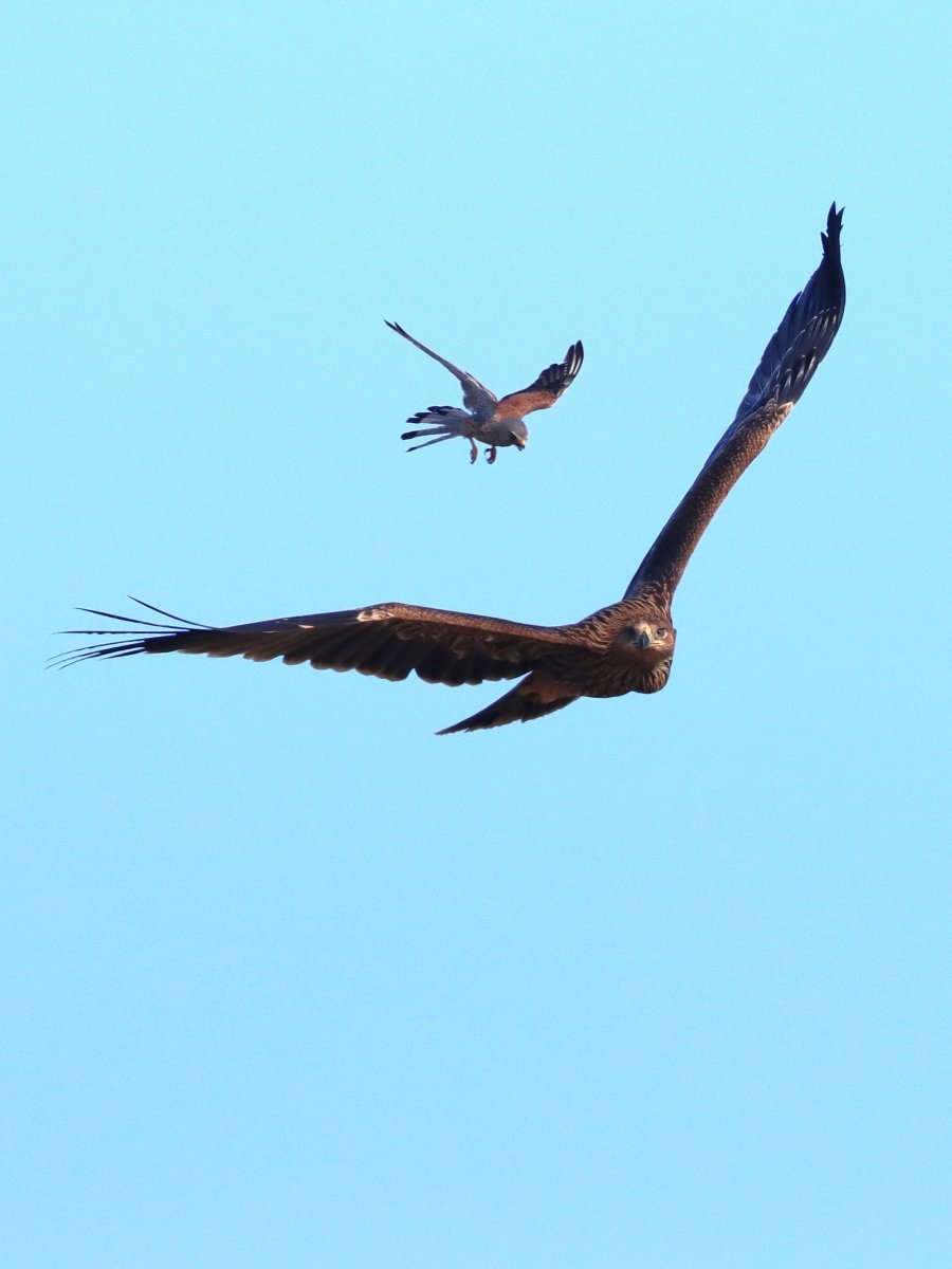 Parlagi sast üldöző vörös vércse