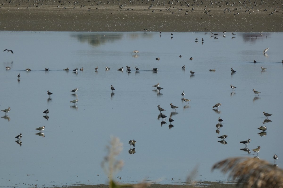 Partimadarak a csapoláson