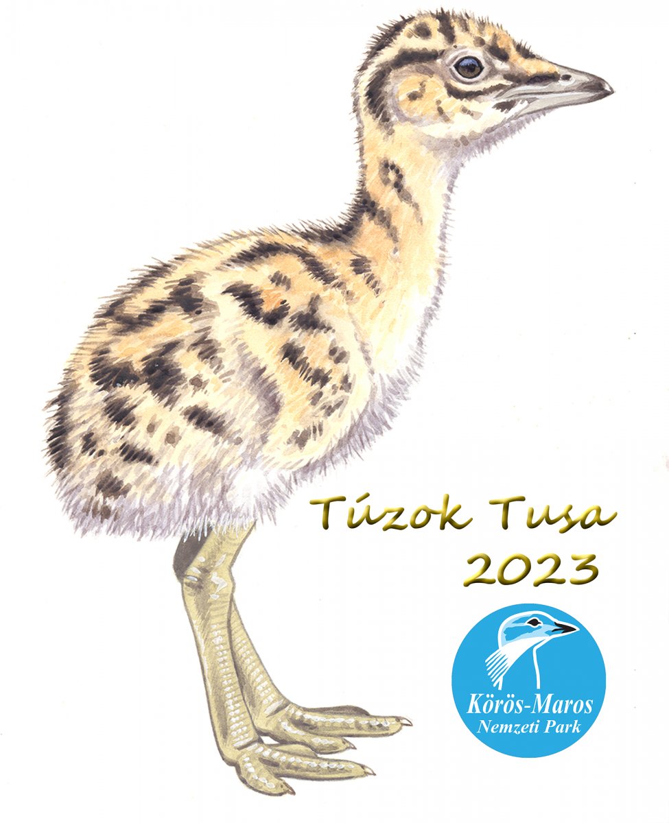 túzok tusa