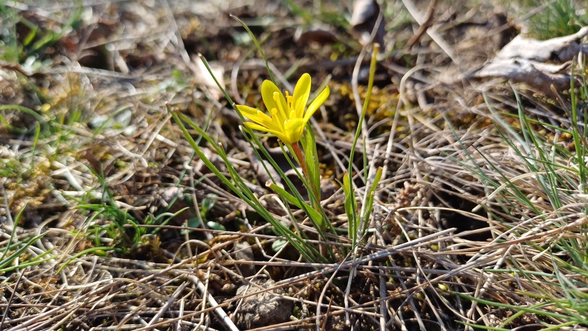 Pusztai tyúktaréj az Ördög-sáncon